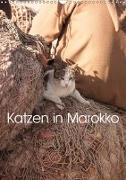 Katzen in Marokko (Wandkalender 2019 DIN A3 hoch)