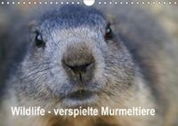 Wildlife - Verspielte Murmeltiere (Wandkalender 2019 DIN A4 quer)