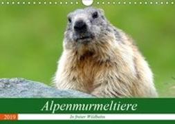 Alpenmurmeltiere in freier Wildbahn (Wandkalender 2019 DIN A4 quer)