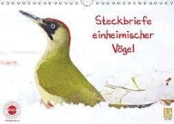 Steckbriefe einheimischer Vögel (Wandkalender 2019 DIN A4 quer)