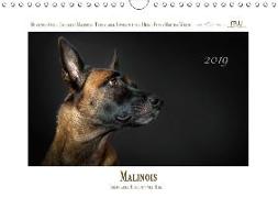 Malinois - Triebstarke Hunde mit viel Herz (Wandkalender 2019 DIN A4 quer)