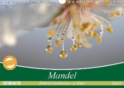 Mandel - Heilkraft zum Knacken (Wandkalender 2019 DIN A4 quer)