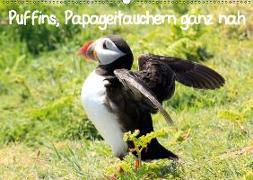 Puffins, Papageitauchern ganz nah (Wandkalender 2019 DIN A2 quer)