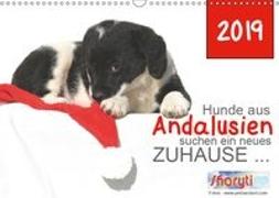 Hunde aus Andalusien suchen ein neues Zuhause ... (Wandkalender 2019 DIN A3 quer)