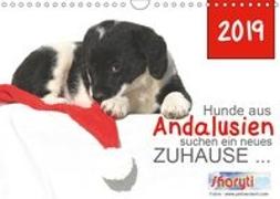 Hunde aus Andalusien suchen ein neues Zuhause ... (Wandkalender 2019 DIN A4 quer)