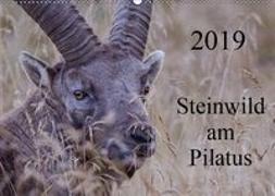 Steinwild am PilatusCH-Version (Wandkalender 2019 DIN A2 quer)