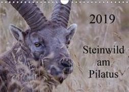 Steinwild am PilatusCH-Version (Wandkalender 2019 DIN A4 quer)