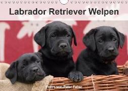 Labrador Retriever Welpen (Wandkalender 2019 DIN A4 quer)