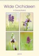 Wilde Orchideen in Deutschland 2019 (Wandkalender 2019 DIN A2 hoch)