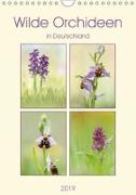 Wilde Orchideen in Deutschland 2019 (Wandkalender 2019 DIN A4 hoch)