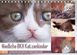 Niedliche BKH Katzenkinder (Tischkalender 2019 DIN A5 quer)