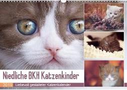 Niedliche BKH Katzenkinder (Wandkalender 2019 DIN A3 quer)