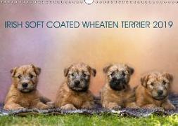 IRISH SOFT COATED WHEATEN TERRIER 2019 (Wandkalender 2019 DIN A3 quer)