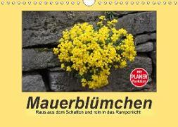 Mauerblümchen - Raus aus dem Schatten und rein in das Rampenlicht (Wandkalender 2019 DIN A4 quer)