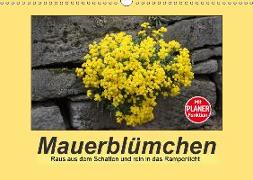 Mauerblümchen - Raus aus dem Schatten und rein in das Rampenlicht (Wandkalender 2019 DIN A3 quer)