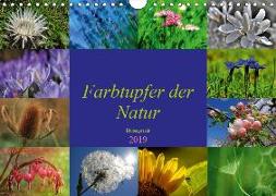 Farbtupfer der Natur - Blütenpracht (Wandkalender 2019 DIN A4 quer)