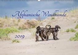 AFGHANISCHE WINDHUNDE 2019 (Wandkalender 2019 DIN A2 quer)