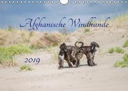 AFGHANISCHE WINDHUNDE 2019 (Wandkalender 2019 DIN A4 quer)