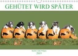 Gehütet wird später - Border Collie Welpen (Wandkalender 2019 DIN A4 quer)