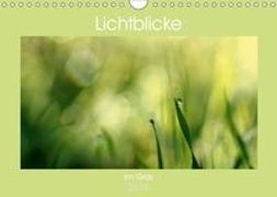 Lichtblicke im Gras (Wandkalender 2019 DIN A4 quer)