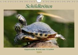 Schildkröten - Gepanzerte Wesen aus Urzeiten (Wandkalender 2019 DIN A4 quer)