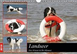 Landseer - Das Wasser ist ihr Element (Wandkalender 2019 DIN A4 quer)