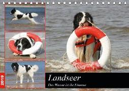 Landseer - Das Wasser ist ihr Element (Tischkalender 2019 DIN A5 quer)