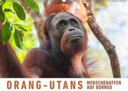 Orang-Utans Menschenaffen auf Borneo (Wandkalender 2019 DIN A2 quer)