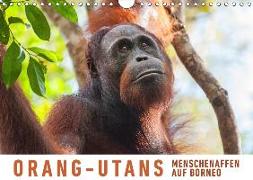 Orang-Utans Menschenaffen auf Borneo (Wandkalender 2019 DIN A4 quer)