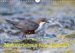 Naturerlebnis Nordhessen (Wandkalender 2019 DIN A4 quer)