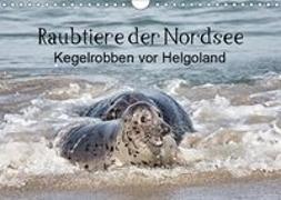 Raubtier der Nordsee - Kegelrobben vor Helgoland (Wandkalender 2019 DIN A4 quer)