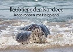 Raubtier der Nordsee - Kegelrobben vor Helgoland (Wandkalender 2019 DIN A2 quer)