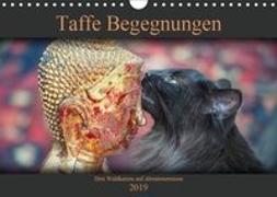 Taffe Begegnungen-Drei Waldkatzen auf Abenteuerreisen (Wandkalender 2019 DIN A4 quer)