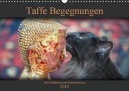 Taffe Begegnungen-Drei Waldkatzen auf Abenteuerreisen (Wandkalender 2019 DIN A3 quer)