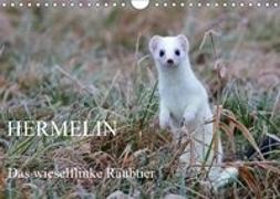 Hermelin - das wieselflinke Raubtier (Wandkalender 2019 DIN A4 quer)