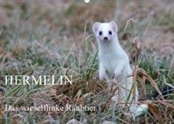 Hermelin - das wieselflinke Raubtier (Wandkalender 2019 DIN A2 quer)