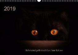 Schokoladige Britisch Kurzhaar Katzen (Wandkalender 2019 DIN A3 quer)