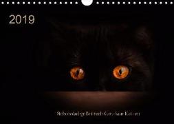 Schokoladige Britisch Kurzhaar Katzen (Wandkalender 2019 DIN A4 quer)