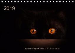 Schokoladige Britisch Kurzhaar Katzen (Tischkalender 2019 DIN A5 quer)