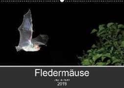 Fledermäuse - Jäger der Nacht (Wandkalender 2019 DIN A2 quer)