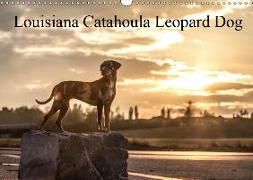 Louisiana Catahoula Leopard Dog 2019 (Wandkalender 2019 DIN A3 quer)