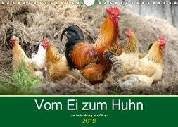 Vom Ei zum Huhn. Die Entwicklung von Küken (Wandkalender 2019 DIN A4 quer)