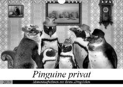 Pinguine privat (Wandkalender 2019 DIN A4 quer)