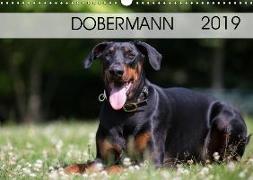 Dobermann 2019 (Wandkalender 2019 DIN A3 quer)