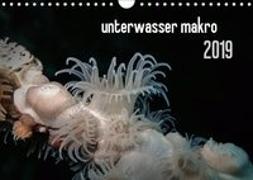 unterwasser makro 2019 (Wandkalender 2019 DIN A4 quer)