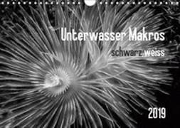 Unterwasser Makros - schwarz weiss 2019 (Wandkalender 2019 DIN A4 quer)