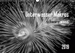 Unterwasser Makros - schwarz weiss 2019 (Wandkalender 2019 DIN A3 quer)