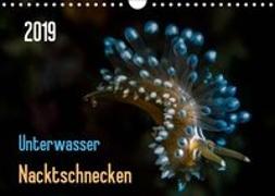 Unterwasser - Nacktschnecken 2019 (Wandkalender 2019 DIN A4 quer)