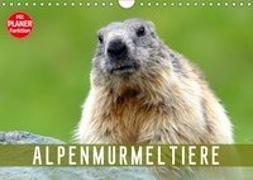 Alpenmurmeltiere (Wandkalender 2019 DIN A4 quer)