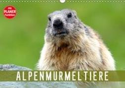 Alpenmurmeltiere (Wandkalender 2019 DIN A3 quer)